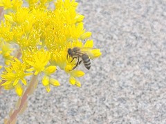 Apis mellifera