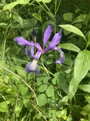 Iris prismatica