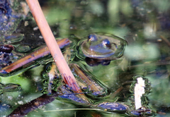 Lithobates chiricahuensis
