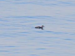 Gavia immer image