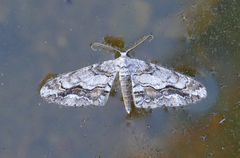 Stenoporpia vernata