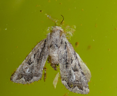 Ulolonche orbiculata