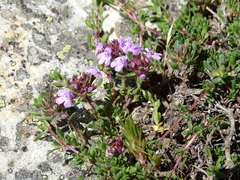 Thymus leptophyllus izcoi