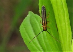 Oberea tripunctata