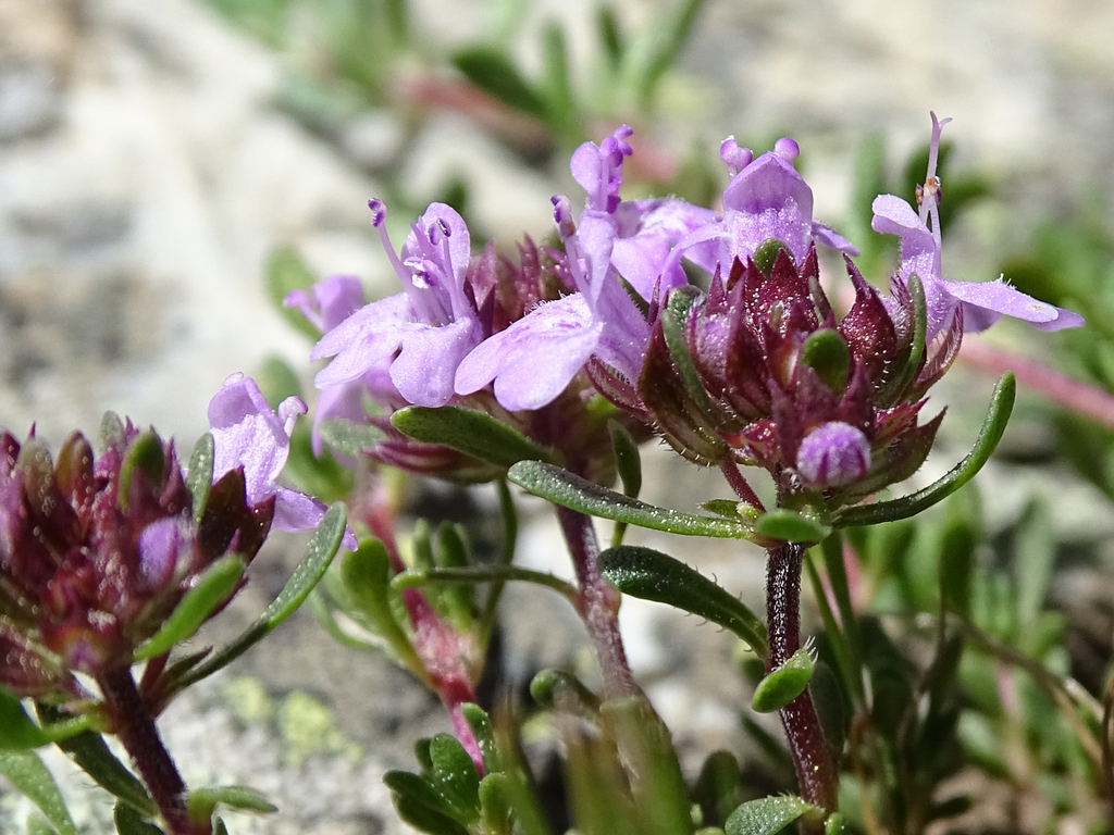 Thymus leptophyllus