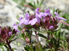 Thymus leptophyllus izcoi