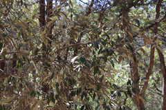 Quercus hypoleucoides