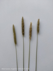 Alopecurus pratensis