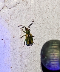 Diabrotica longicornis