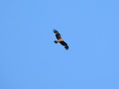 Milvus migrans