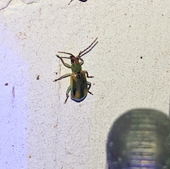Diabrotica longicornis