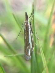 Crambus pratella