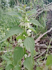 Lamium album