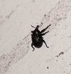 Chalcodermus aeneus