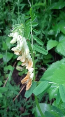 Vicia balansae