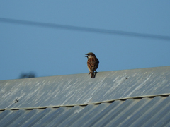 Passer domesticus