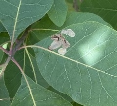 Cameraria cotinivora