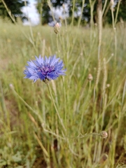 Centaurea cyanus