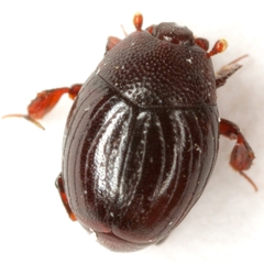 Haeteriinae