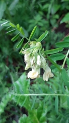 Vicia balansae