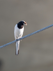 Japanese Wagtail photo 5