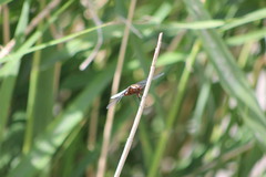 Libellula depressa