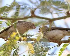Crithagra leucopygia