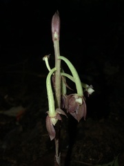 Eulophia zollingeri