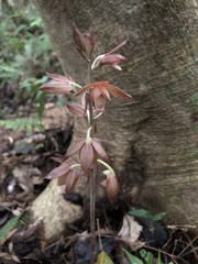 Eulophia zollingeri