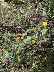 Dasiphora fruticosa
