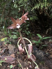 Eulophia zollingeri