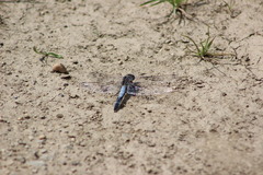 Orthetrum cancellatum