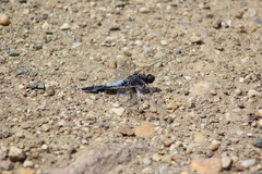 Orthetrum cancellatum
