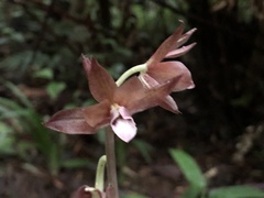 Eulophia zollingeri