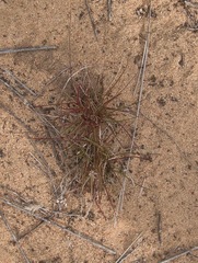 Tribolium hispidum
