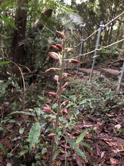 Eulophia zollingeri