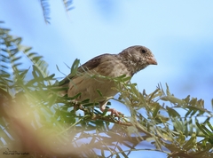 Crithagra leucopygia