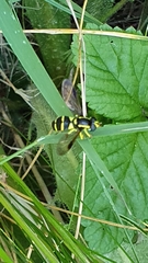 Xanthogramma pedissequum