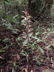 Eulophia zollingeri
