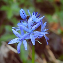 Hyacinthoides italica