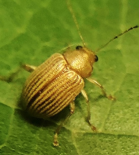 Grape Colaspis photo 4