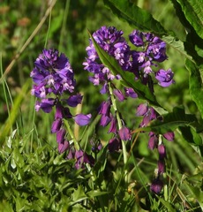 Polygala alpestris
