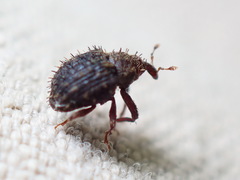 Microhyus setiger