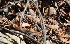 Aspidoscelis sonorae