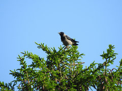 Corvus cornix