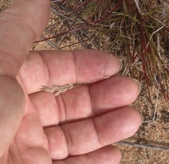 Tribolium hispidum