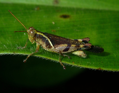 Omalotettix obliquus