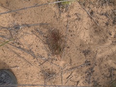 Tribolium hispidum