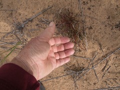Tribolium hispidum