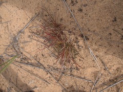 Tribolium hispidum